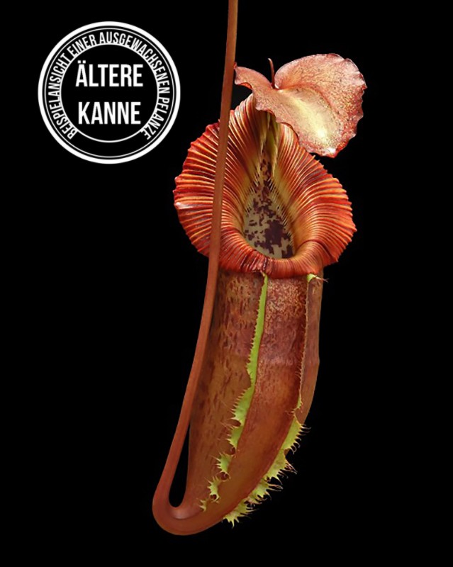 Nepenthes singalana x (burbidgeae x edwardsiana) BE-4558