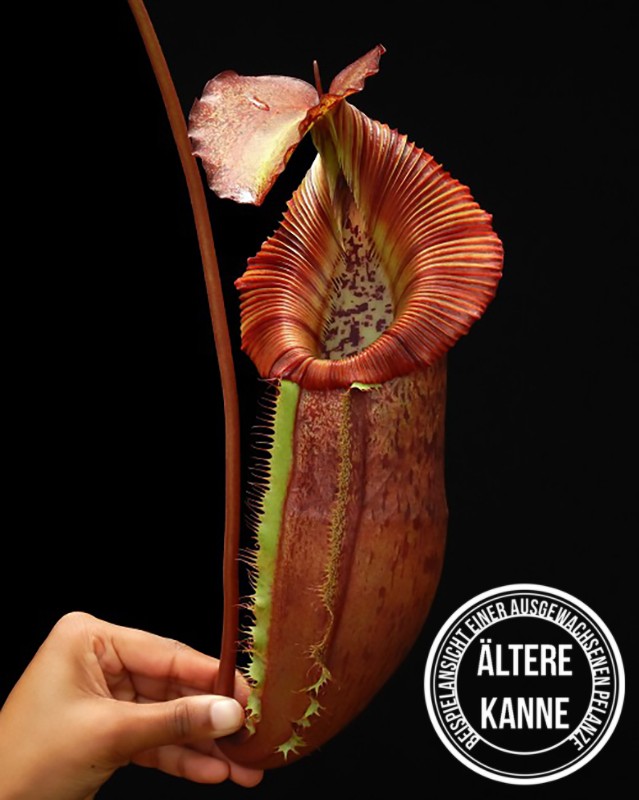 Nepenthes singalana x (burbidgeae x edwardsiana) BE-4558