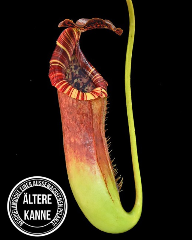 Nepenthes (lowii x macrophylla) x burbidgeae BE-4561