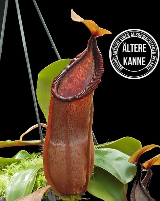 Nepenthes hamata x truncata BE-4564