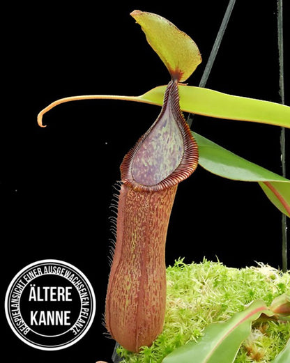 Nepenthes hamata x truncata BE-4564