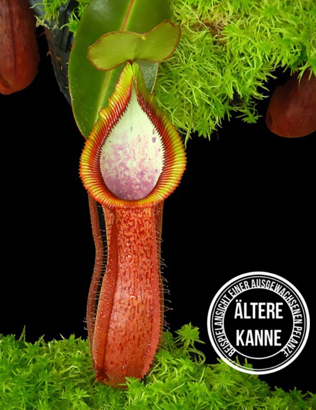 Nepenthes hamata x truncata BE-4564