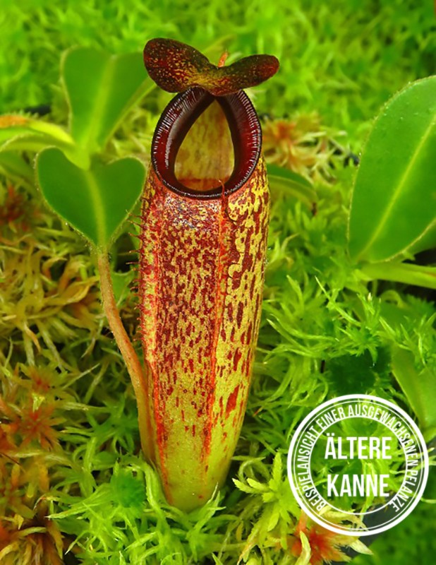 Nepenthes aristolochioides x veitchii BE-4565