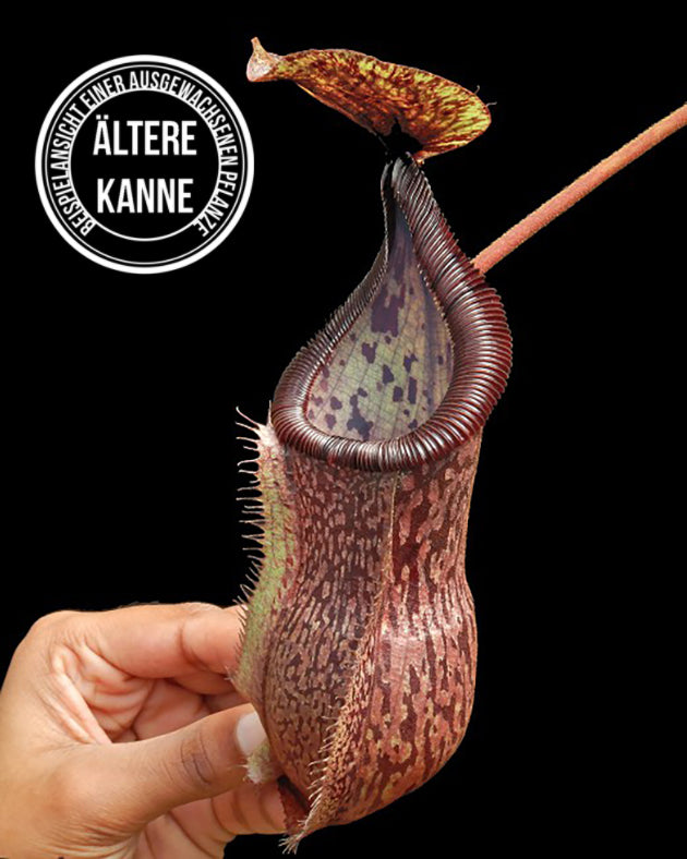 Nepenthes hamata x burbidgeae BE-4567
