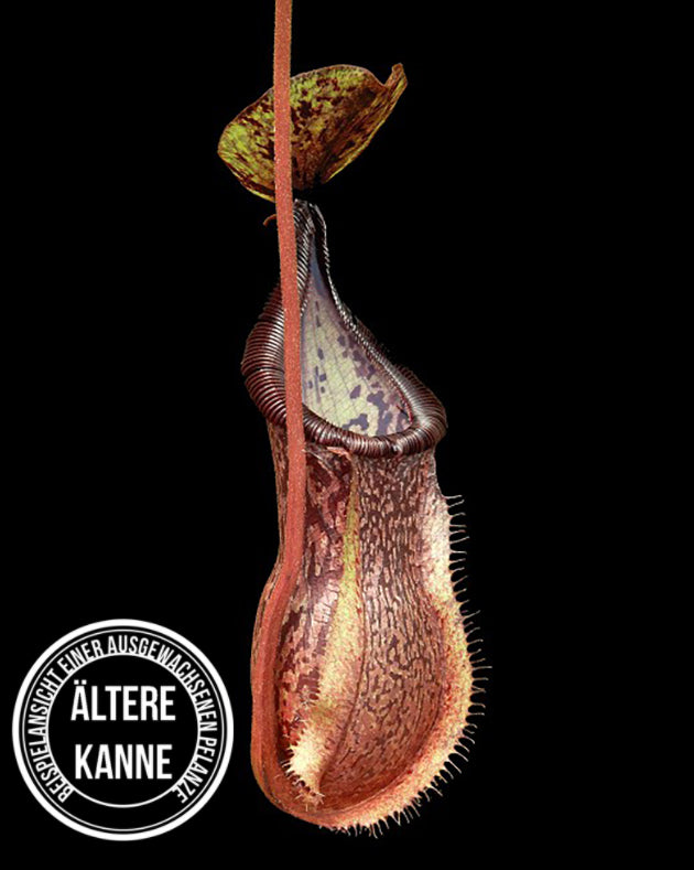 Nepenthes hamata x burbidgeae BE-4567