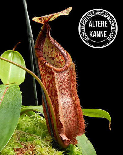 Nepenthes hamata x burbidgeae BE-4567