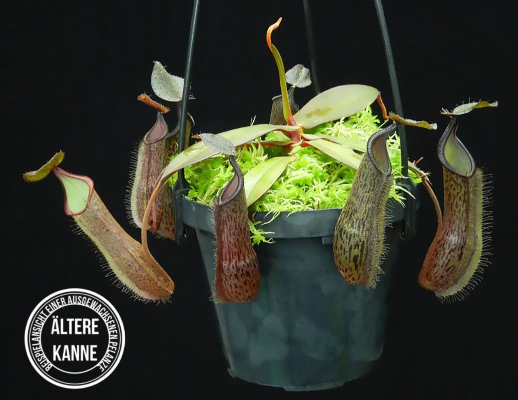 Nepenthes ramispina x hamata BE-4569