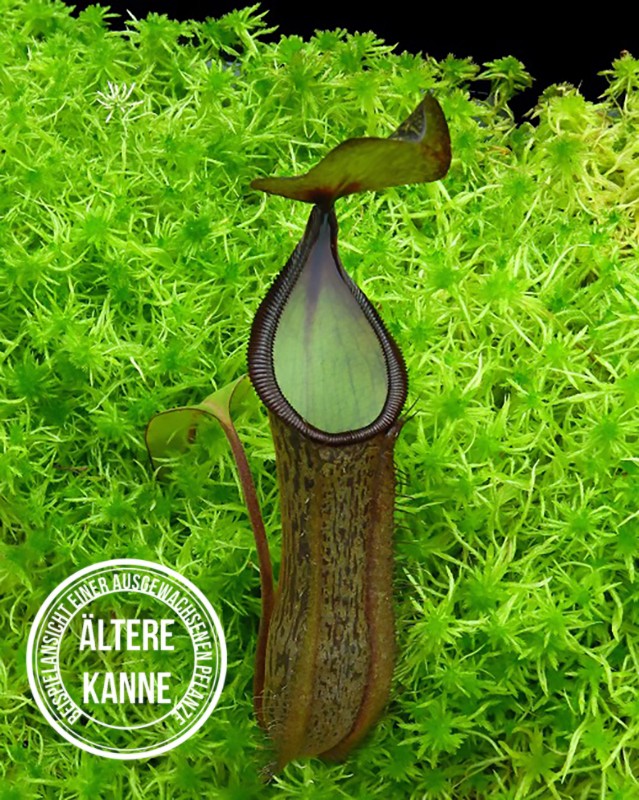 Nepenthes ramispina x hamata BE-4569