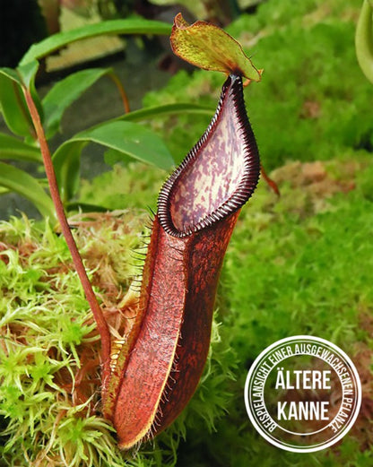 Nepenthes (singalana x hamata) x hamata BE-4576