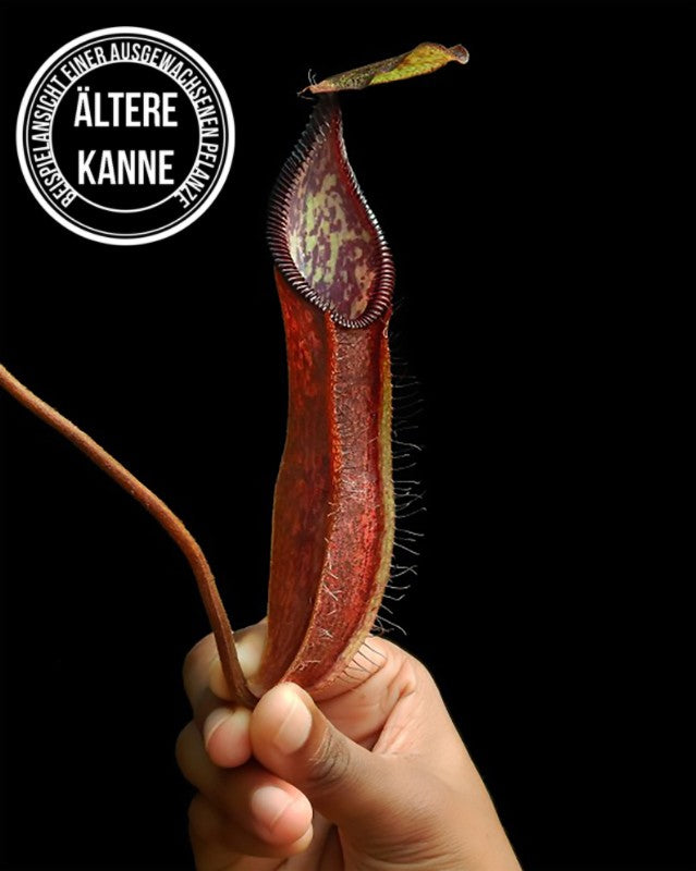 Nepenthes (singalana x hamata) x hamata BE-4576