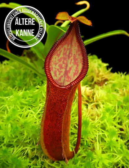 Nepenthes (singalana x hamata) x hamata BE-4576