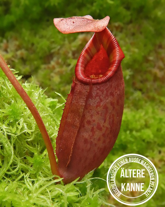 Nepenthes rajah x veitchii BE-4578