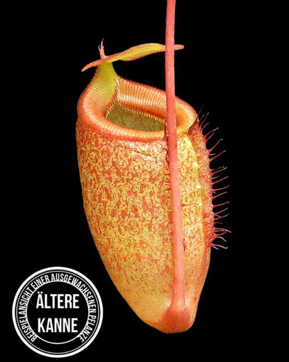 Nepenthes sibuyanensis x attenboroughii BE-4579