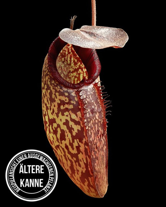 Nepenthes (aristolochioides x spectabilis) x klossii BE-4583