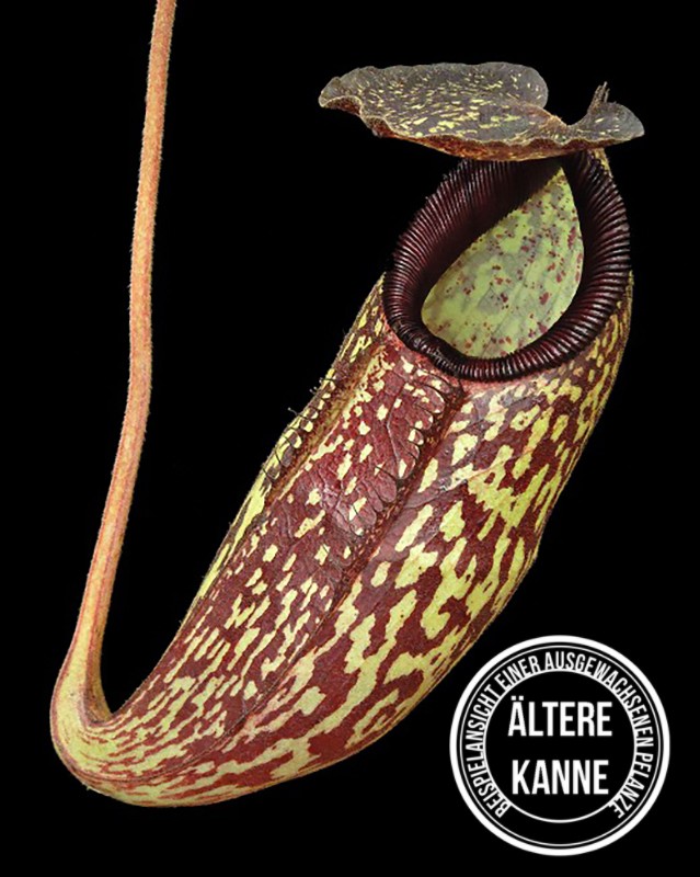 Nepenthes (aristolochioides x spectabilis) x klossii BE-4583