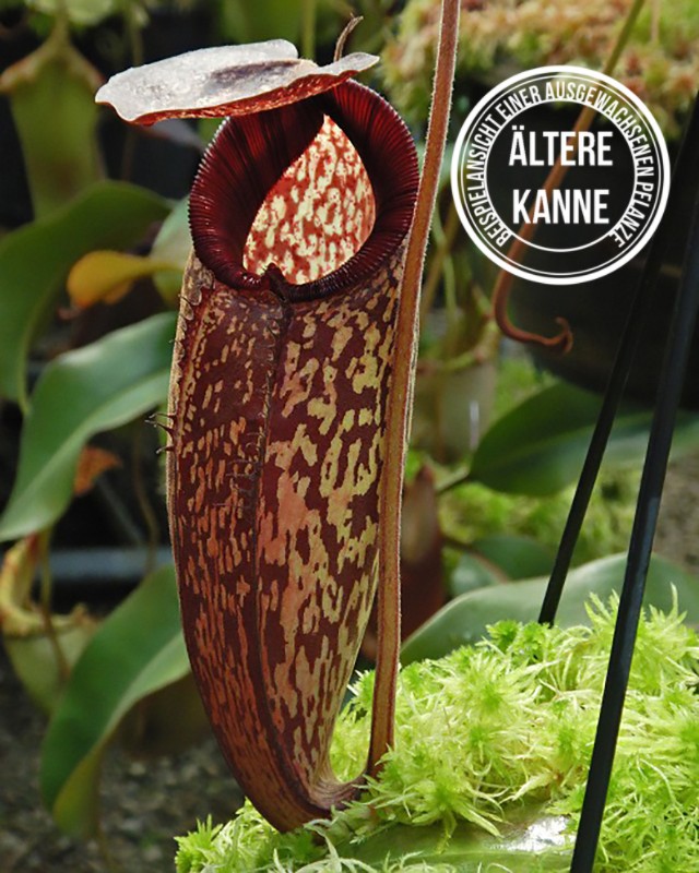 Nepenthes (aristolochioides x spectabilis) x klossii BE-4583