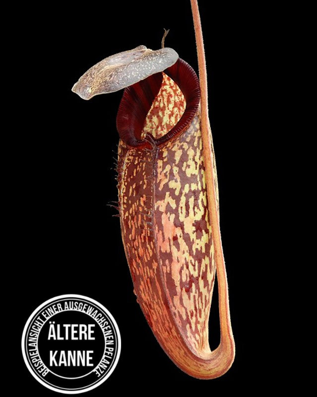 Nepenthes (aristolochioides x spectabilis) x klossii BE-4583