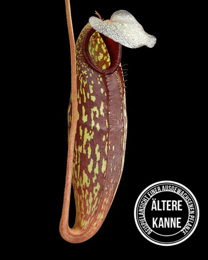 Nepenthes (aristolochioides x spectabilis) x klossii BE-4583