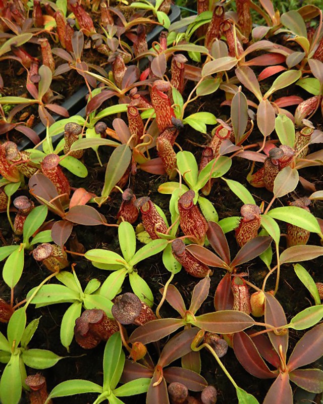 Nepenthes (aristolochioides x spectabilis) x klossii BE-4583