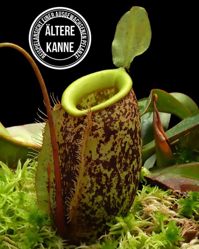 Nepenthes sibuyanensis x ampullaria BE-4584