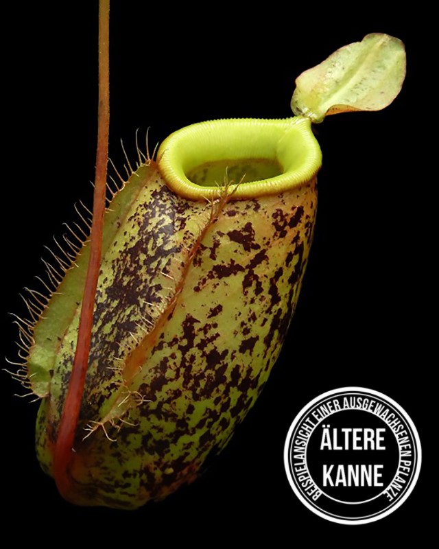 Nepenthes sibuyanensis x ampullaria BE-4584