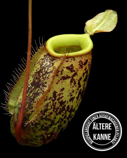 Nepenthes sibuyanensis x ampullaria BE-4584