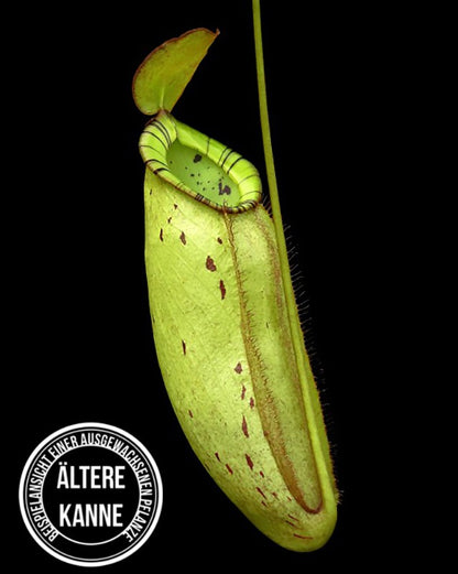 Nepenthes spectabilis x ampullaria BE-4587