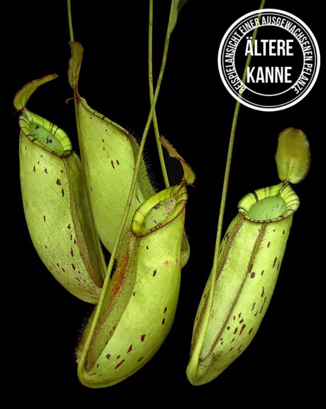 Nepenthes spectabilis x ampullaria BE-4587