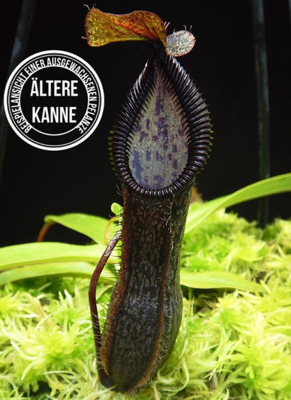 Nepenthes singalana x hamata BE-4588