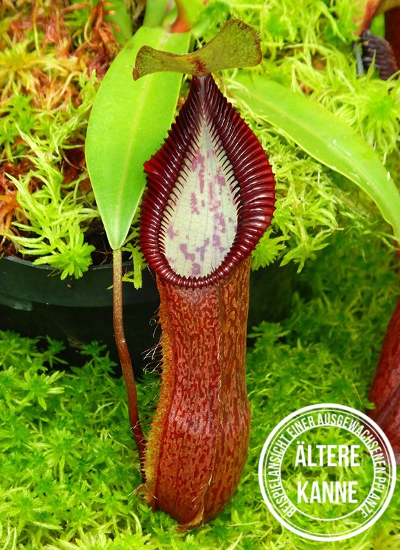 Nepenthes singalana x hamata BE-4588