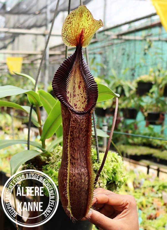 Nepenthes singalana x hamata BE-4588