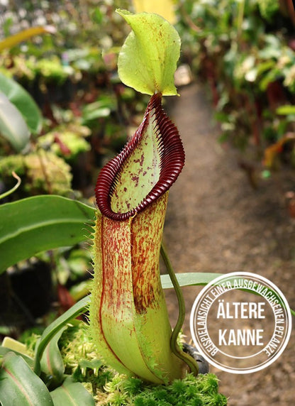 Nepenthes singalana x hamata BE-4588