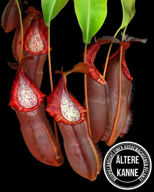 Nepenthes spathulata x (densiflora x spectabilis) BE-4589