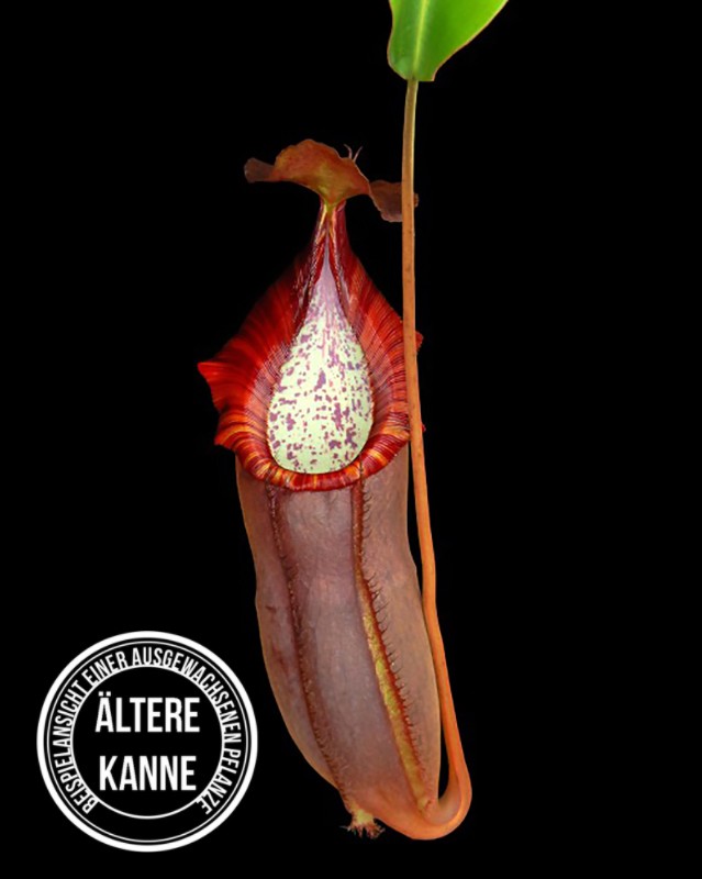 Nepenthes spathulata x (densiflora x spectabilis) BE-4589