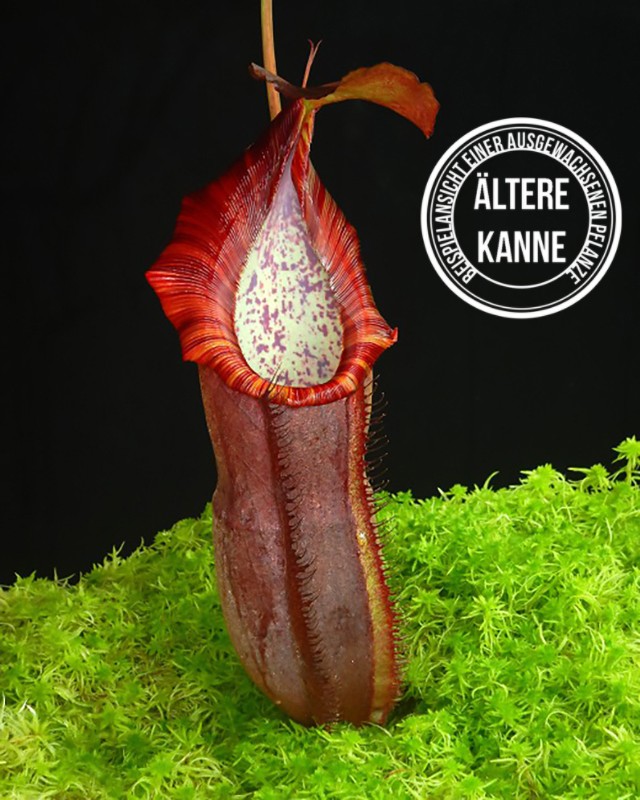 Nepenthes spathulata x (densiflora x spectabilis) BE-4589