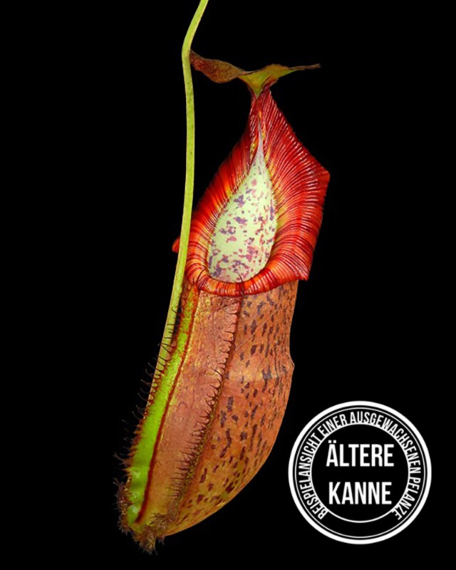 Nepenthes spathulata x (densiflora x spectabilis) BE-4589