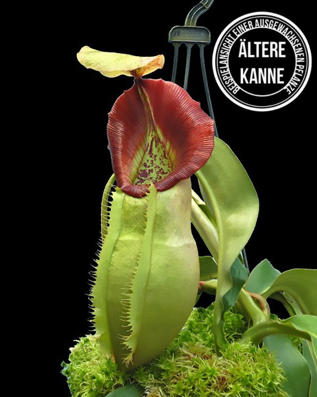 Nepenthes spathulata x veitchii BE-4590