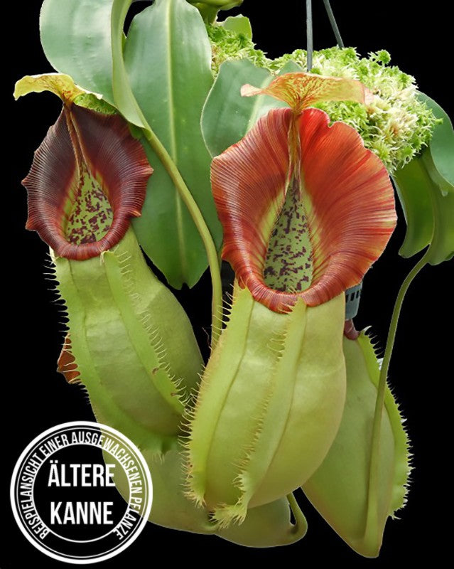 Nepenthes spathulata x veitchii BE-4590