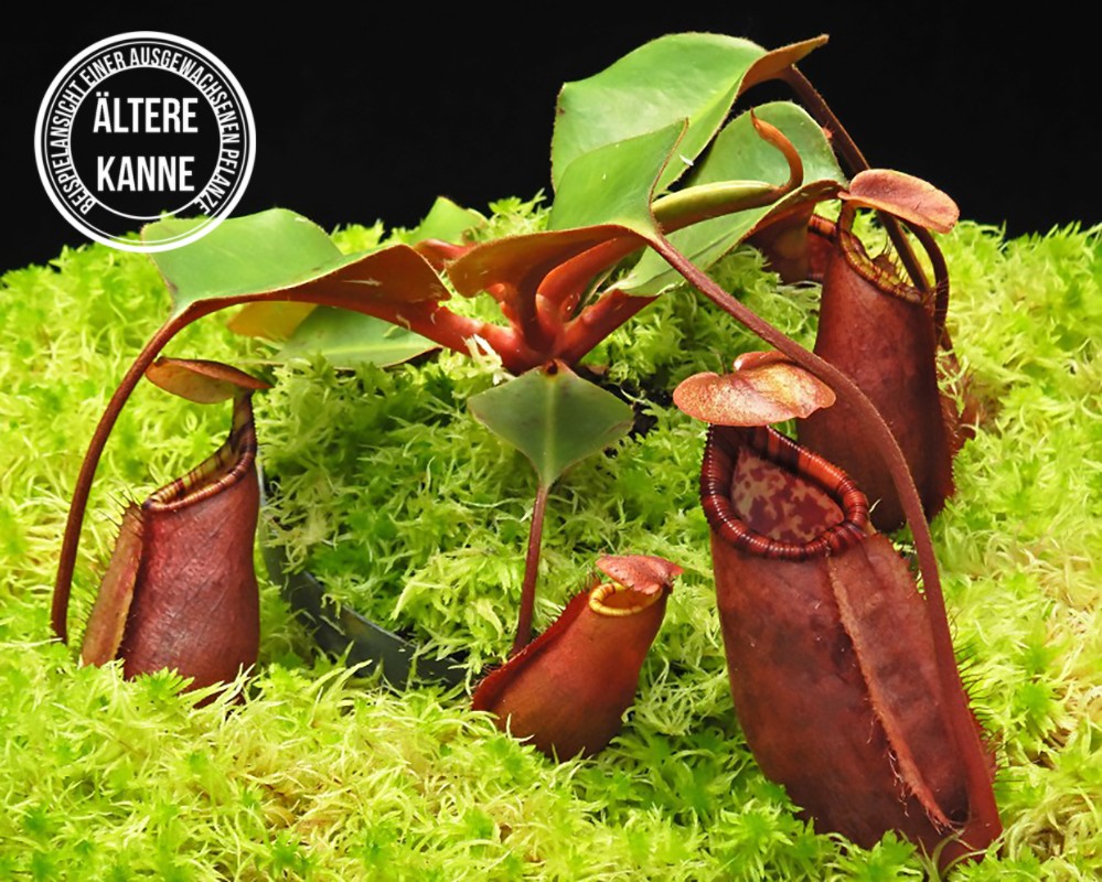 Nepenthes robcantleyi x palawanensis BE-4591