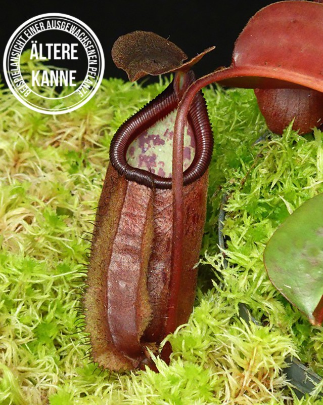 Nepenthes robcantleyi x palawanensis BE-4591