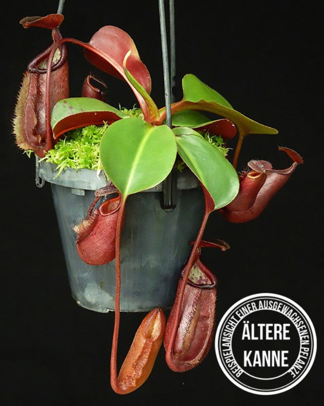 Nepenthes robcantleyi x palawanensis BE-4591