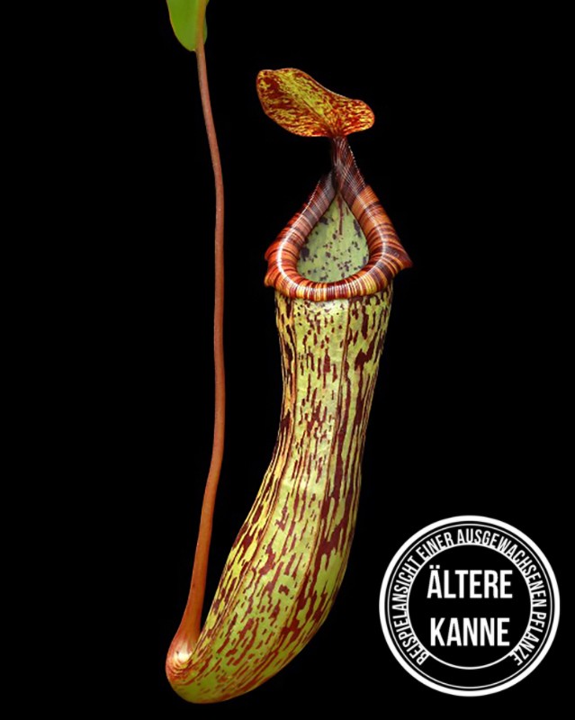 Nepenthes vogelii x ventricosa BE-4593