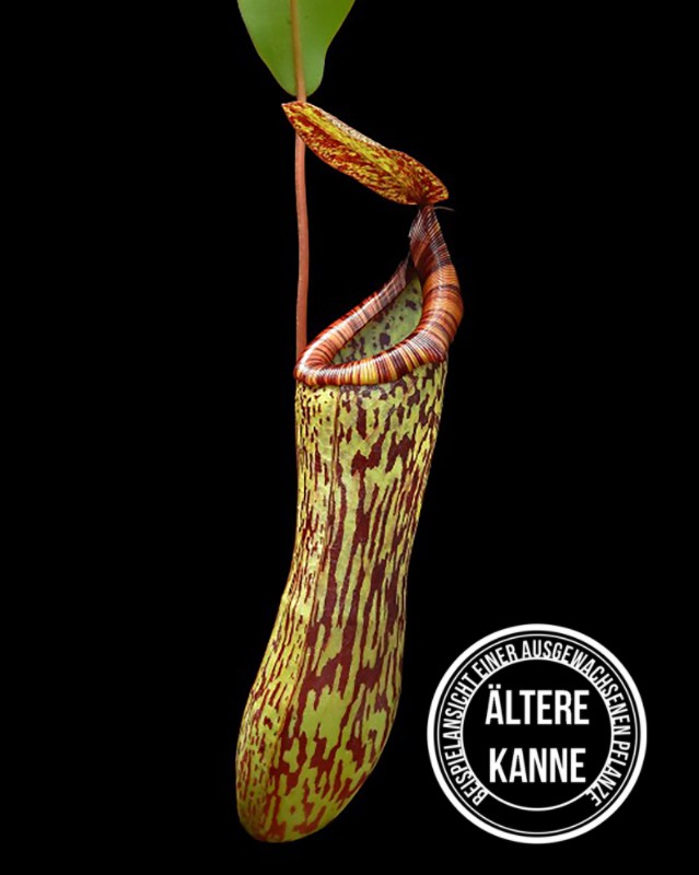 Nepenthes vogelii x ventricosa BE-4593