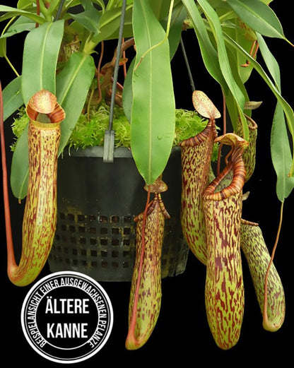 Nepenthes vogelii x ventricosa BE-4593