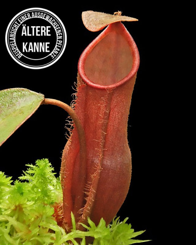 Nepenthes vieillardii BE-4599