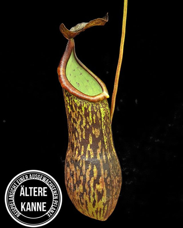 Nepenthes ceciliae BE-4600