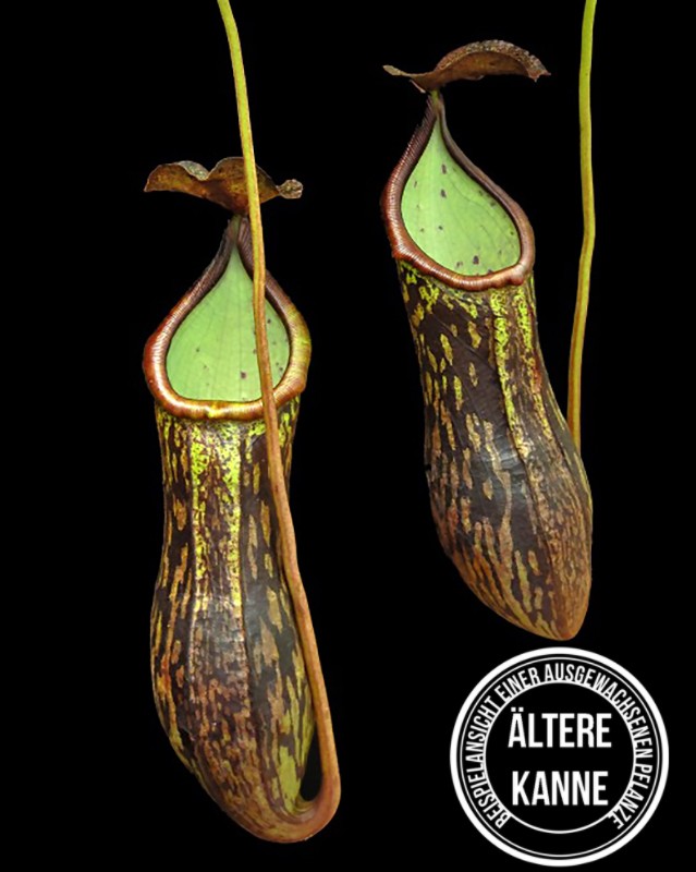 Nepenthes ceciliae BE-4600