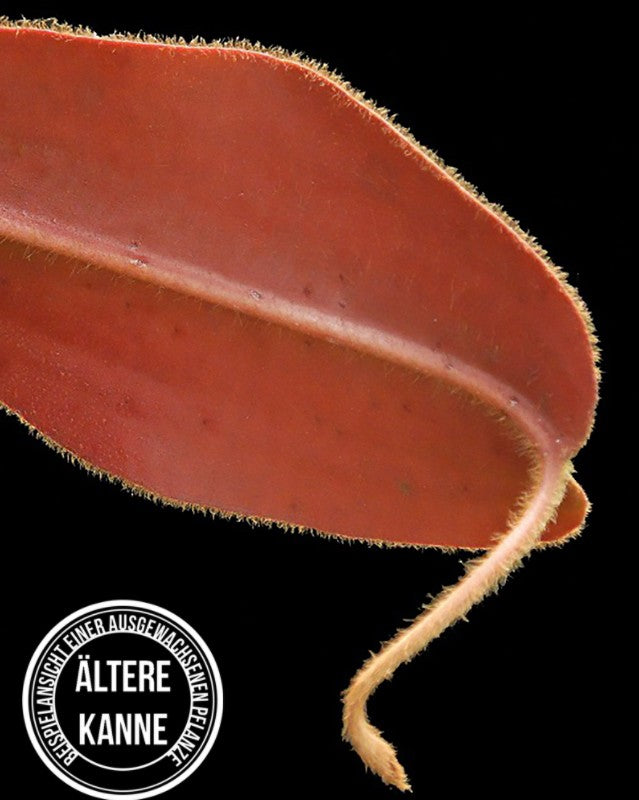 Nepenthes peltata x attenboroughii BE-4601