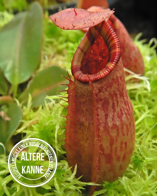 Nepenthes rajah x veitchii &quot;Gold Rush&quot; BE-4603