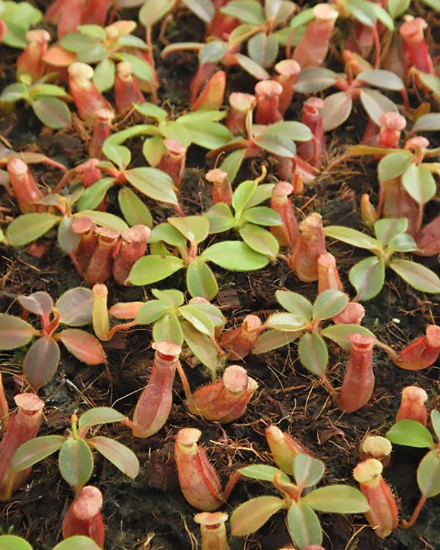 Nepenthes rajah x veitchii &quot;Gold Rush&quot; BE-4603